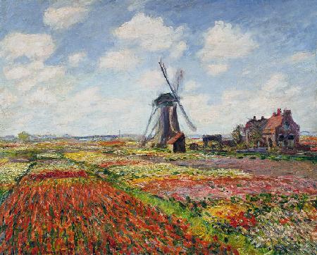 Tulip Fields with the Rijnsburg Windmill