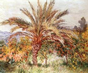 Palm Tree at Bordighera c.1884