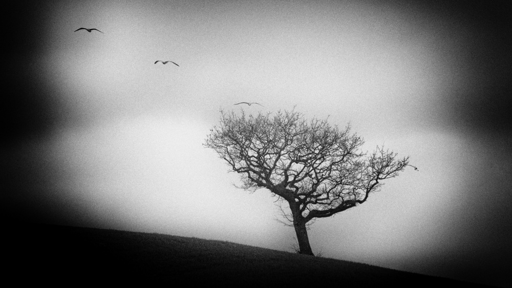 Bäume sterben immer im Stehen von Claudio Moretti