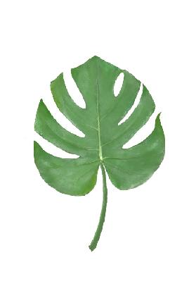 Monstera Leaf Green 2020