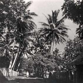 A Street in Papeete, from ''Tahiti'', published in London, 1882 (b/w photo) 