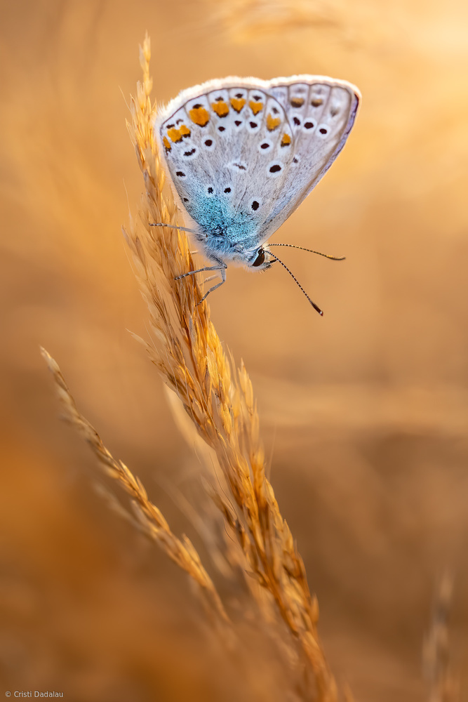 Gemeiner blauer Schmetterling von Cristi Dadalau