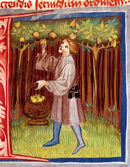 Picking fruit, from ''Opus Ruralium Commodorum'' Pietro Crescenzi (1230-1321) von Czech School