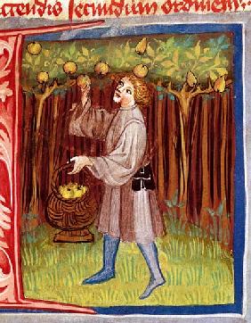 Picking fruit, from ''Opus Ruralium Commodorum'' Pietro Crescenzi (1230-1321)