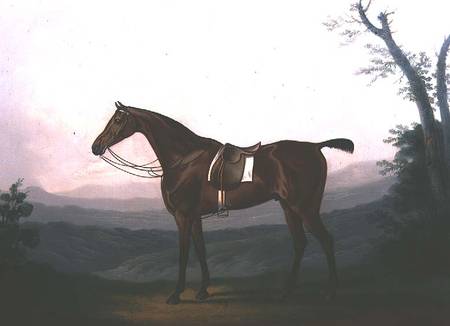 Portrait of a Race Horse von Daniel Clowes