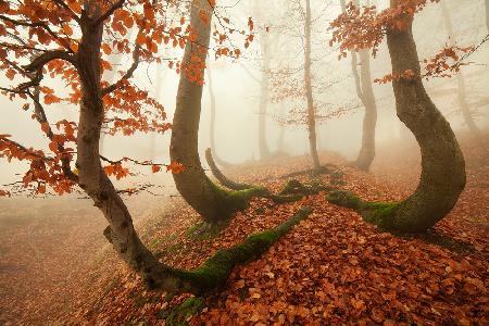 Herbstkraken im Erzgebirge