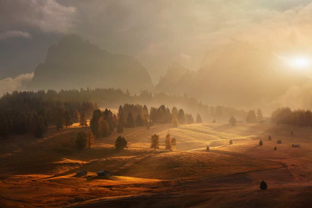 Morning on alpine meadow von Daniel Rericha