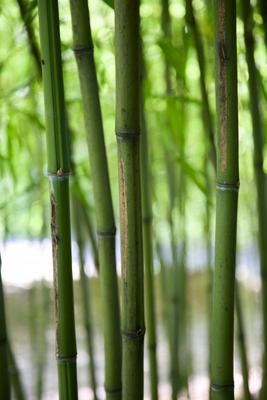 Bamboo Verticals von Dave Frederick