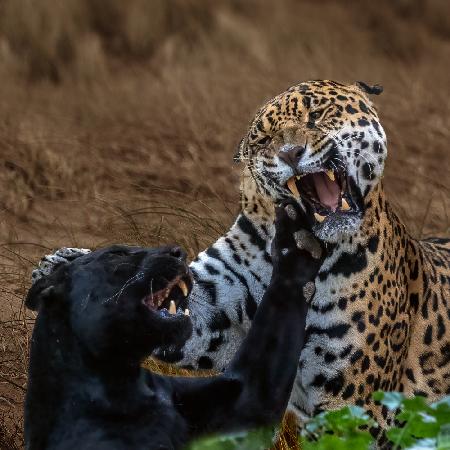 Panther gegen Jaguar