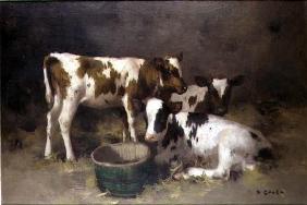 Three Calves (oil on canvas) 01st