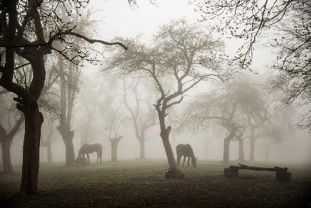 Pferde in einem nebligen Obstgarten
