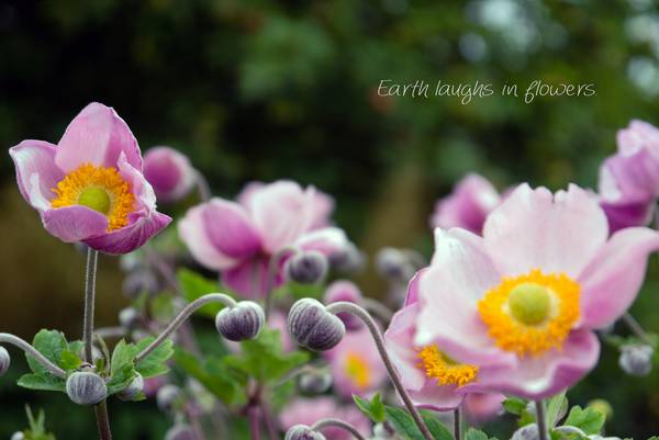 Earth laughs in flowers, lila Blüten, Bild 2 von 3 von Dennis Wetzel