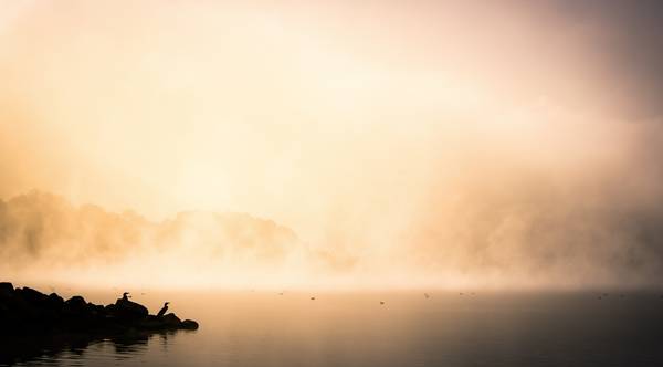 Reiher im Nebel am Cospudener See Leipzig , Bild 2 von Dennis Wetzel
