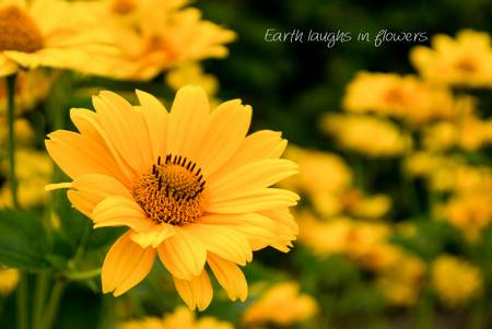 Earth laughs in flowers, gelbe Blüten, Bild 1 von 3 2021