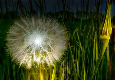 Pusteblume Nachts beleuchtet 2021