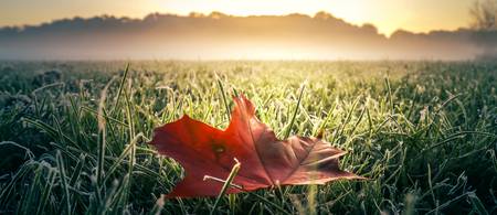 Rotes Herbstblatt auf grüner frostiger Wiese mit Nebel und Sonne 2022
