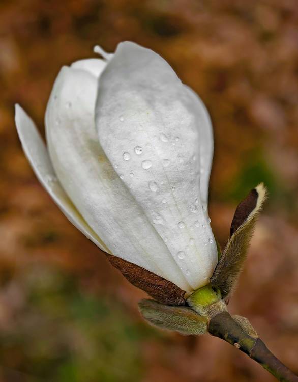 Weiße Magnolien Blüte mit Regentropfen von Dennis Wetzel