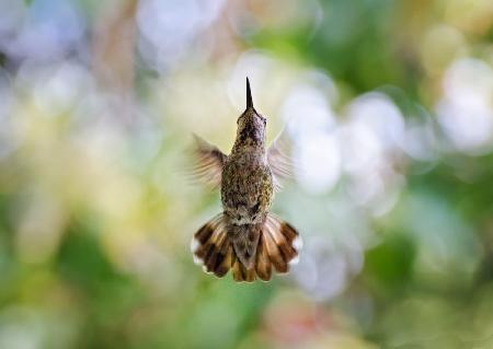 Calypte anna - Kolibri