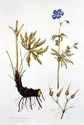 Meadow Cranesbill (w/c on paper) 