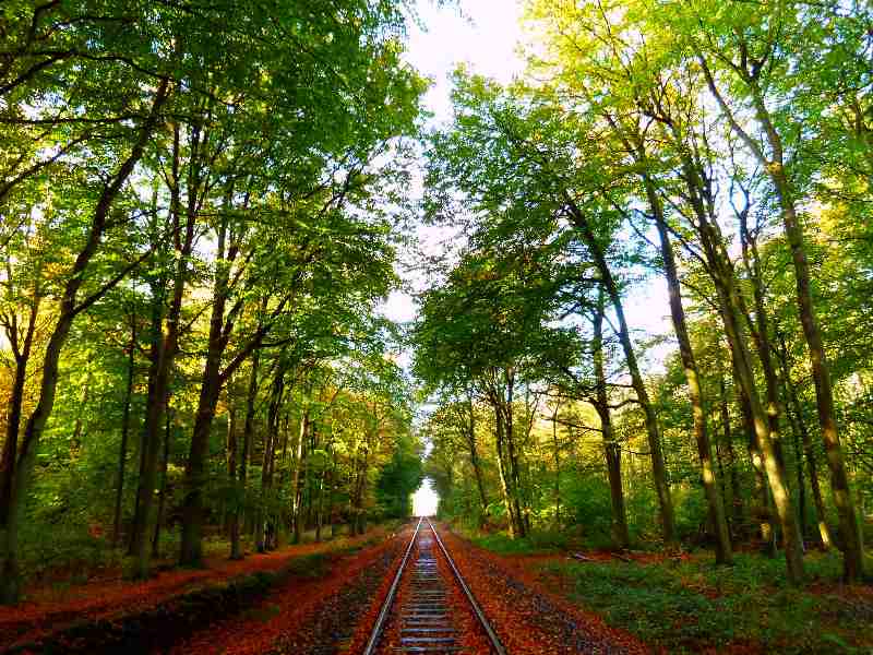 Museumseisenbahn durch den Wald von Hage von Christophe Didillon