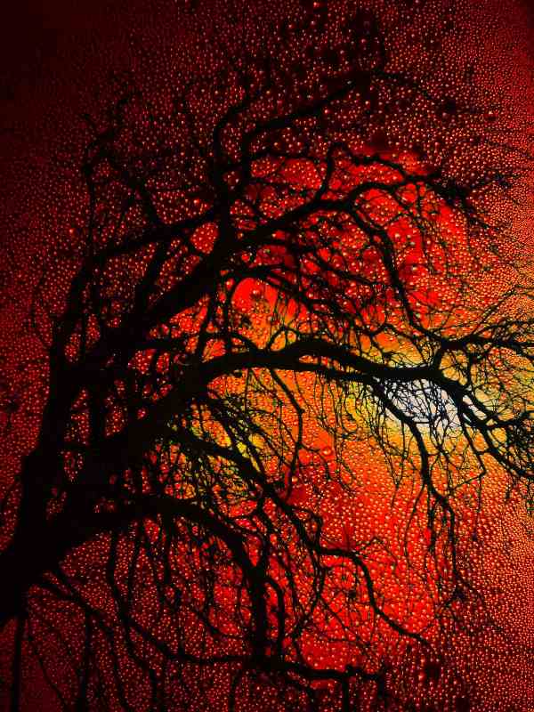 Sunset Tree von Christophe Didillon