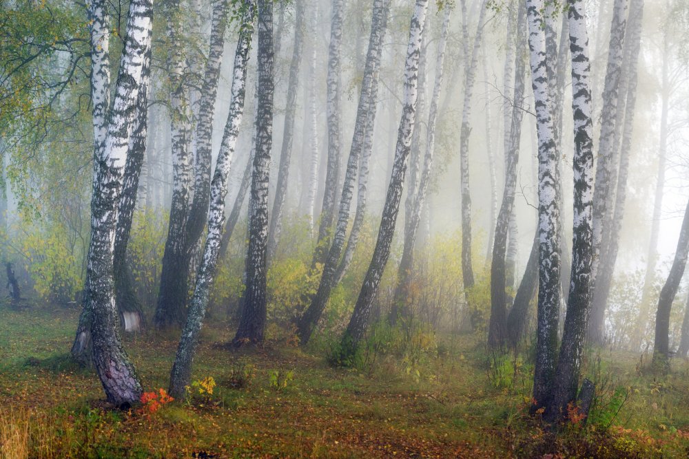 Herbstnebel von Dmitry Doronin