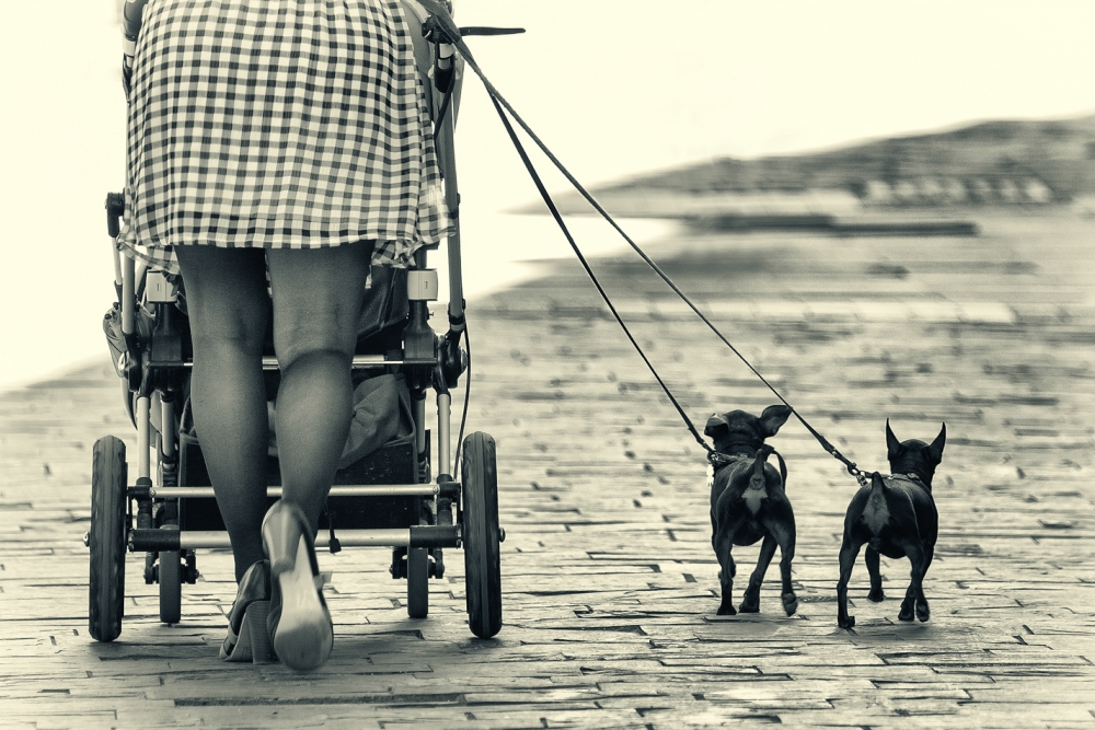 Beine und Hunde von Dominic Dähncke