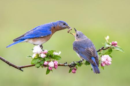 Bluebirds Liebe