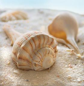 Beach Shell III