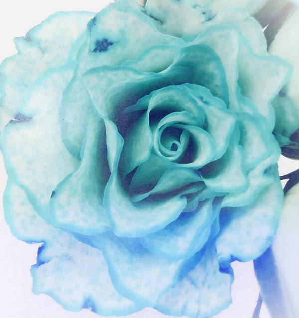 Die Rose! Königin der Blumen in voller Blüte von Doris Beckmann
