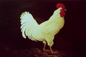Rooster (acrylic on panel) 