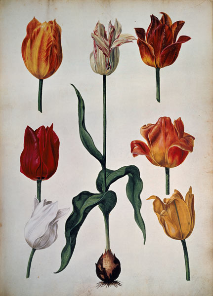 Tulips: from "Verzameling van Bloemen naar deNatuur getekend" (Collection of flowers drawn from natu von Dutch School
