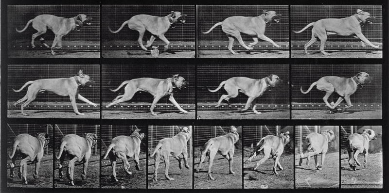 Running Dog, plate 707 from ''Animal Locomotion'', 1887 (b/w photo)  von Eadweard Muybridge
