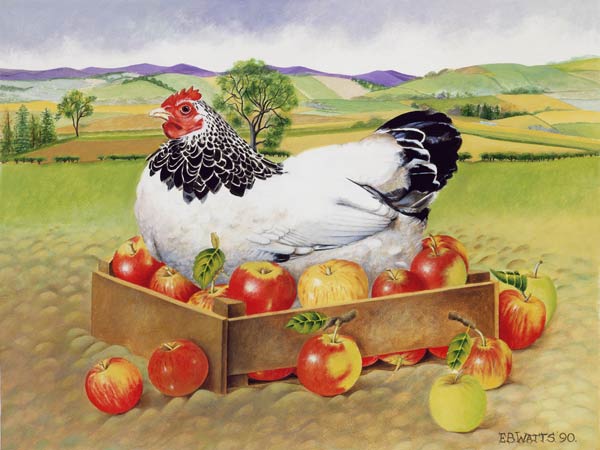 Hen in a Box of Apples, 1990 (acrylic)  von E.B.  Watts