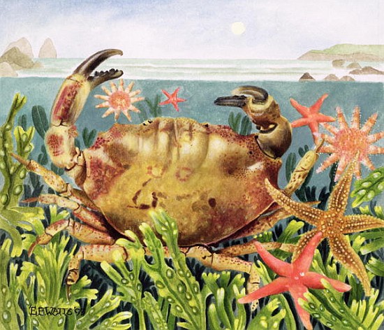 Furrowed Crab with Starfish Underwater, 1997 (acrylic on paper)  von E.B.  Watts