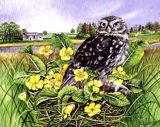 Owl in Grass Nest with Primulas von E.B.  Watts