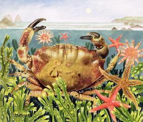 Furrowed Crab with Starfish Underwater, 1997 (acrylic on paper) 