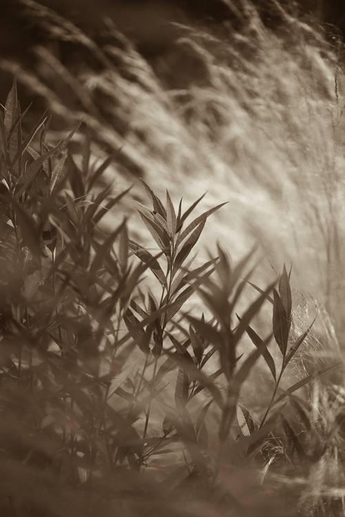 Gräser im Wind von Edith Nero