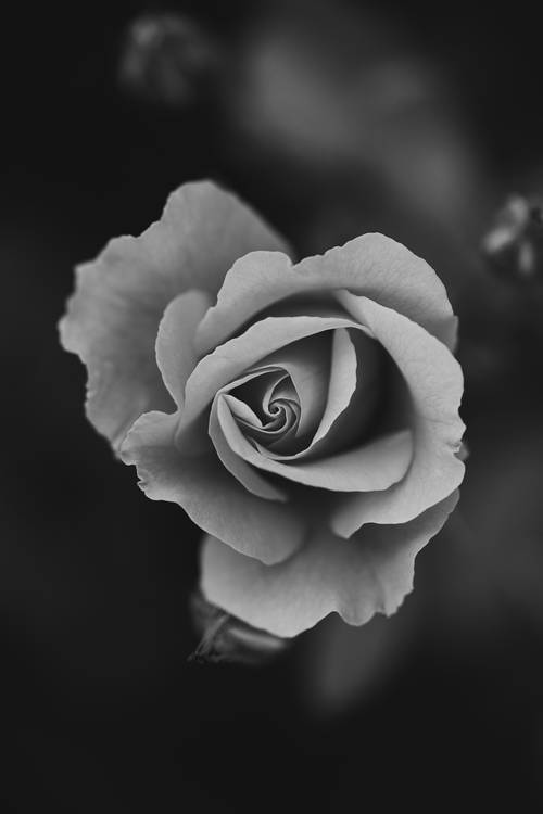 Rosenblütenkopf von Edith Nero