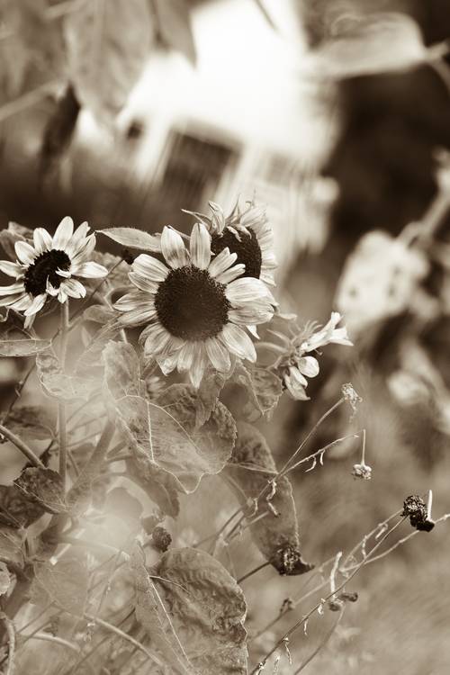Sonnenblumen im Garten von Edith Nero