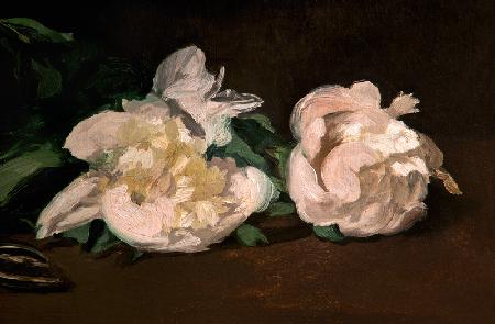 Branch of White Peonies and Secateurs 1864