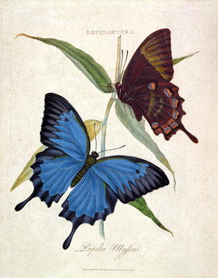 Butterfly: Papilo Ulysses, pub. by the artist, 1800 (engraving) von Edward Donovan