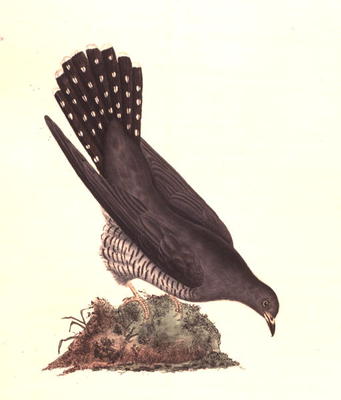 Cuckoo from 'The History of British Birds', 1799 (coloured engraving) von Edward Donovan