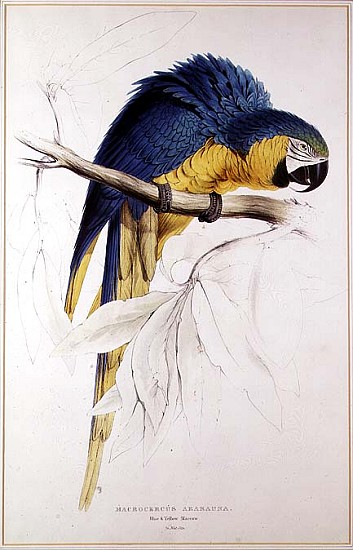 Blue and yellow Macaw von Edward Lear