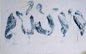 Studies of Storks 1833