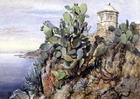 Cactus Opuntia, Monaco 1845