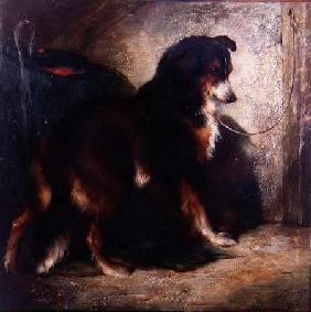 The Shepherd's Collie 1878