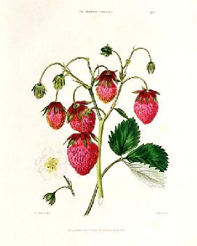 The Roseberry Strawberry; engraved by Watte, pub.T by homas Kelly, London 1830