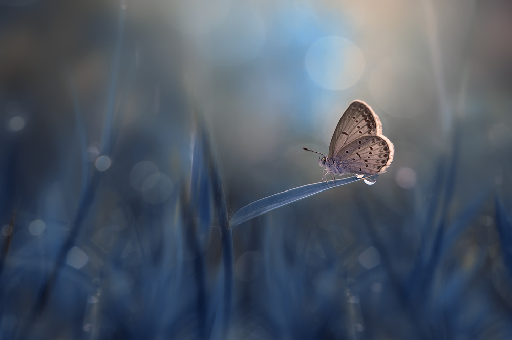 Einsamer Schmetterling von Edy Pamungkas