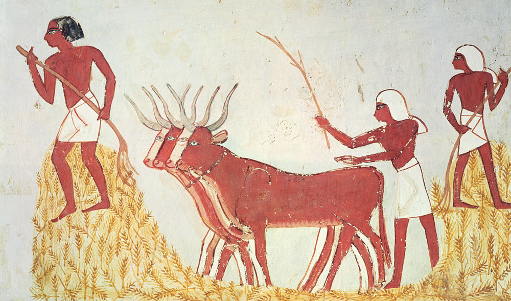 Using cows to trample wheat, from the Tomb of Menna, New Kingdom von Egyptian